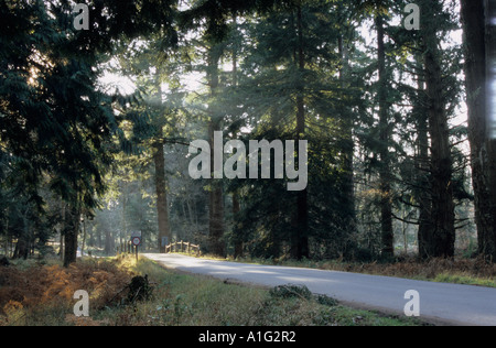 Die "Rhinefield Zierpflanze Drive" in den New Forest National Park, Hampshire, England Stockfoto