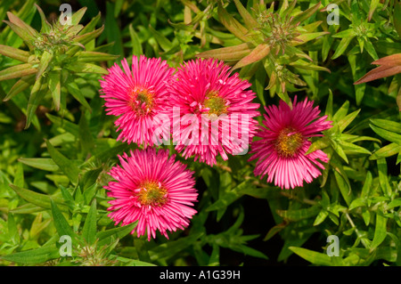 Leuchtend rosa New England Aster (Aster novae-angliae „Andenken an Alma Potschke“) blüht in einem Garten, Familie der Asteraceae. Stockfoto