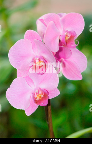 Nahaufnahme von wunderschönen rosa violetten Orchideenblüten, die auf einem Stiel vor einem verschwommenen grünen Hintergrund blühen. Stockfoto