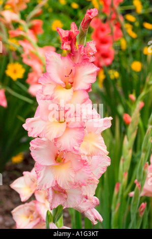 Lebendige Nahaufnahme von rosa weißen Gladiolen-Blüten, die in einem Sommergarten mit weichem, verschwommenem Hintergrund blühen. Stockfoto