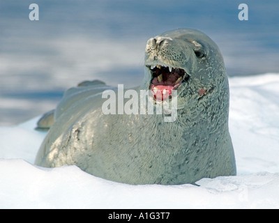 Krabbenfresserrobbe Dichtung, Lobodon Carcinophagus, liegend auf der Eisscholle, antarktische Halbinsel, Antarktis Stockfoto