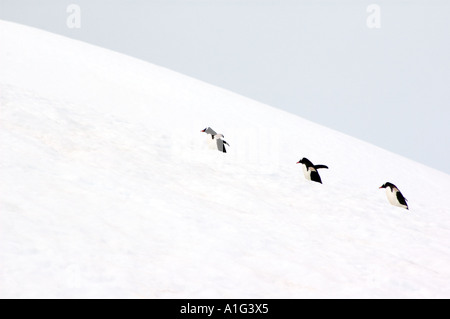 Drei Gentoo Pinguine, Pygoscelis Papua, marschieren in einer Linie auf dem Schnee bedeckt Hügel auf der antarktischen Halbinsel, Antarktis Stockfoto
