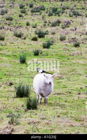 Schafe im Feld mit Magpie thront auf Rückseite Essex England Stockfoto