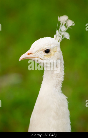 Atemberaubende Nahaufnahme eines weißen Pfauenkopfes und -Halses mit zartem Wappen und dunklem Auge vor einem üppig grünen Bokeh-Hintergrund. Stockfoto