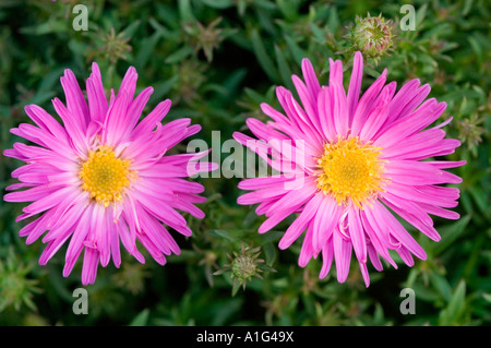 New York Aster oder neue Belgien Aster oder Bergaster Asteraceae Aster Novi Belgii Var Little Pink Lady Stockfoto