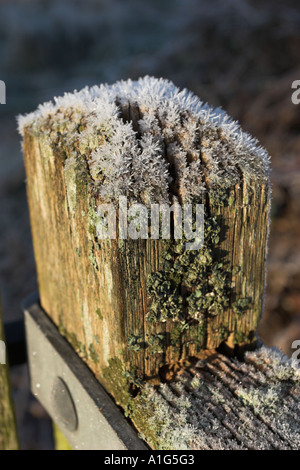 Frost und Flechten auf Tor Posten im frühen Morgenlicht. Stockfoto