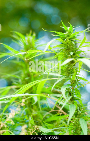 Nahaufnahme eines Paares weiblicher Cannabaceae Cannabissativa Pflanzen, die im Freien mit einem unscharfen grünen Hintergrund wachsen. Stockfoto