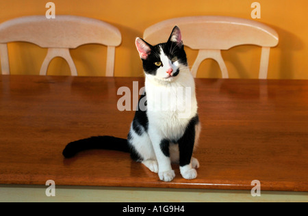 Junge schwarze & weiß Tom Cat Stockfoto