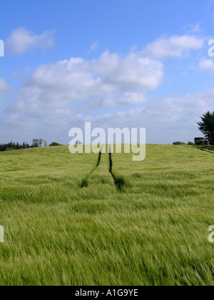 Spuren in Maisfeldern Stockfoto