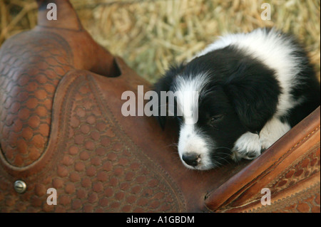 Border Collie Welpen schlafen auf Sattel, Stockfoto