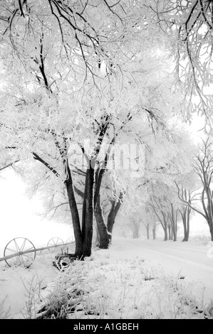 Erste Schnee bedeckt Baum gesäumten Straße, Rad Linie Bewässerung auf der linken Seite, Nevada Stockfoto