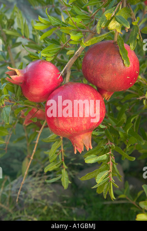 Granatäpfel auf Ast hängen. Stockfoto