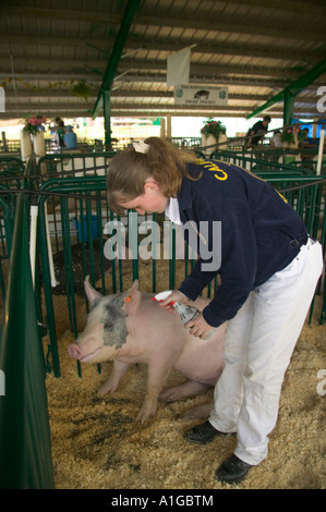 FFA-Teilnehmer im Calaveras County Fair, Kühlung Schwein. Stockfoto