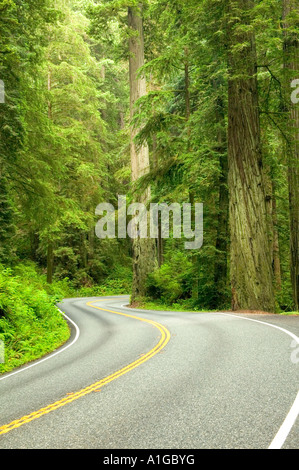 Autobahn-Kurve am State Highway 199, Redwood Forest. Stockfoto