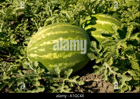 Zwei Wassermelonen wachsen in Feld, California Stockfoto