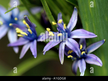 Scilla peruviana Stockfoto