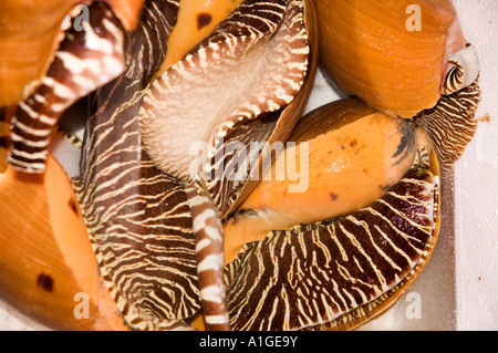 Stock Foto von shelfish live Ballenpresse in einem Straßenmarkt auf Hong Kong Island 2006 Stockfoto