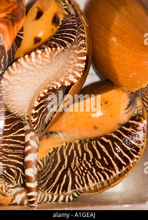 Stock Foto von großen Ballenpresse Muscheln in einem Straßenmarkt auf Hong Kong Island 2006 Stockfoto