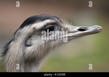 Größere Rhea Nahaufnahme des Kopfes Stockfoto