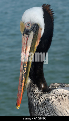 Brauner Pelikan am Kai Santa Barbara, CA. Stockfoto