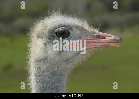 Strauß (Struthio Camelus) in einem Bauernhof in Buellton, Kalifornien Stockfoto