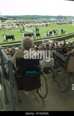 Dame im Rollstuhl gerade die Grand Parade von Rindern auf der Great Yorkshire show Stockfoto