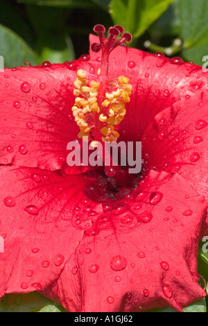 Rote Hibiscus Blume in der Sonne nach dem Regen Stockfoto