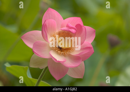 Lotus-Blume Stockfoto