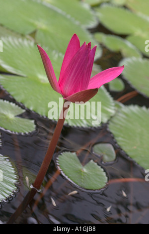 Seerose Blume Stockfoto