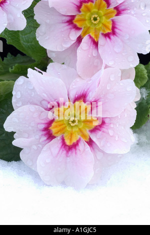 Primulaceae. Rosa Primeln im Schneefall Stockfoto