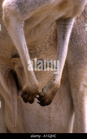 Close-up Bein ragte aus Beutel der Mutter Känguru joey Stockfoto