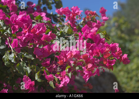 Bougainvillea-Blume Stockfoto