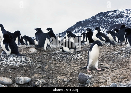 Kolonie von Adelie-Pinguine auf Brown Bluff Antarktis