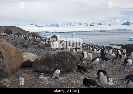 Kolonie von Adelie-Pinguine auf Brown Bluff Antarktis Stockfoto