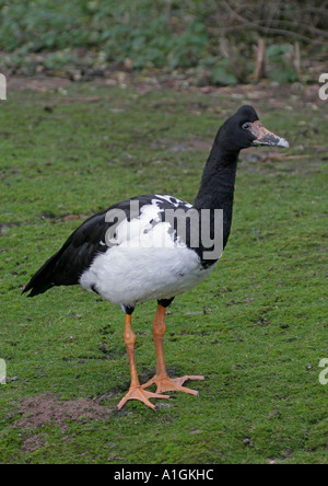 Magpie Goose (Anseranas Semipalmata) an Slimbridge Gloucestershire Stockfoto