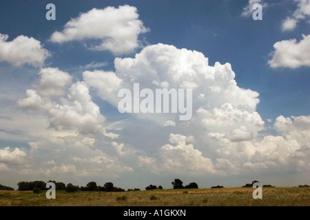 Geschwollene Cumuluswolken über Kansas Feld USA Stockfoto