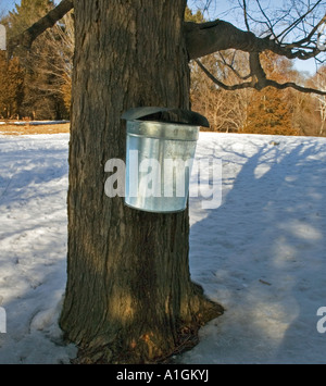 Eimer sammeln von Sap auf Stamm der Ahornbaum im Schnee Massachusetts, USA Stockfoto