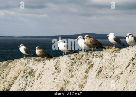 Schwarzen tailed Möwen aufgereiht auf Felsen in der Nähe Atlantik Peggys Cove Nova Scotia Kanada Stockfoto