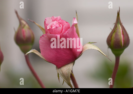 Rosa Rose und Rosenknospen Stockfoto