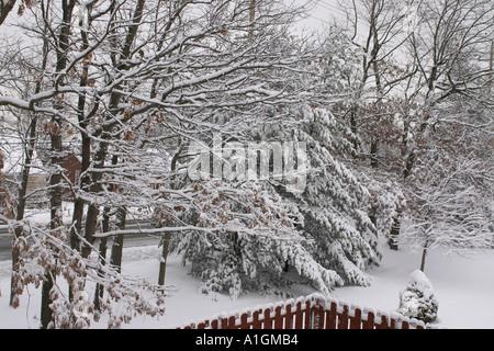 Bäume unter dem Gewicht der Neuschnee biegen Stockfoto