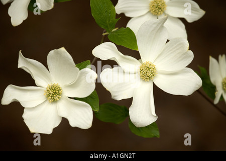 Blüten des Baumes "Weiße Hartriegel" Stockfoto