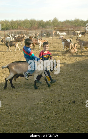 Zwei Brüder spielen mit Ziege, Väter Milchviehbetrieb, California Stockfoto