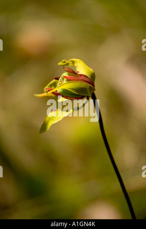 Blume der Darlingtonia Pflanze, Nordkalifornien Stockfoto