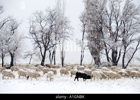 Roaming-Schafe & Fütterung, erster Schnee, landwirtschaftlichen Bereich, Nevada Stockfoto