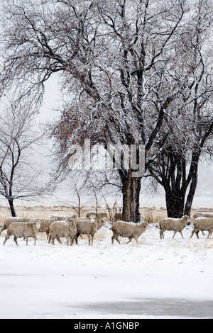 Schafe, roaming, "erster Schnee", Nevada Stockfoto