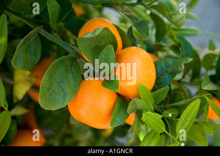 Mandarinen am Zweig, Coachella Valley, Kalifornien. Stockfoto