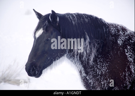 Wildpferd, Frost auf Schnauze und Mähne, Nevada Stockfoto