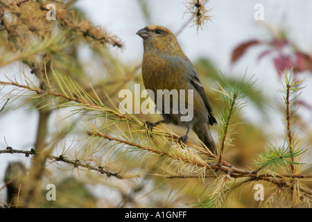 PINE GROSBEAK Pinicola enucleator Stockfoto