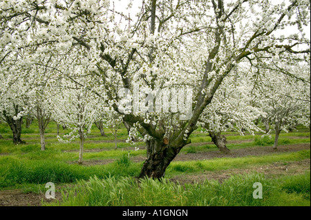 Kirschbaum im Garten blühen, California Stockfoto