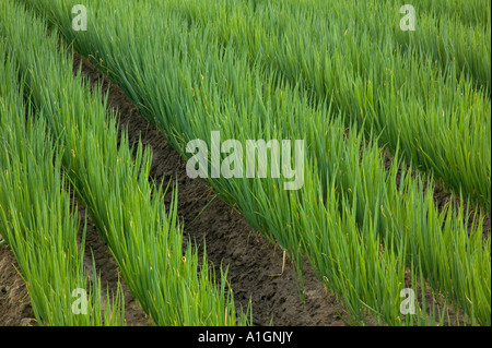 Organische grüne Zwiebeln wachsen in Feld, Coachella Valley, Kalifornien Stockfoto